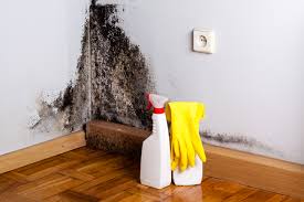 Reliable East Sonora, CA Mold Remediation Solutions